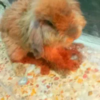 1عدد خرگوش لوپ