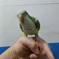 راهب سبز رام و سخنگو|پرنده|تهران, یافت آباد جنوبی|دیوار