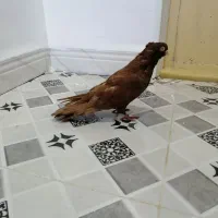 نر سرخ سربستانی