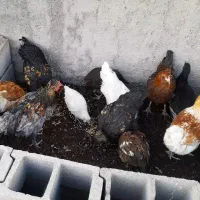 خروس فروشی|حیوانات مزرعه|شاهرود, |دیوار