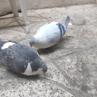 ساده افغانی ، با ساده کلاغ دم