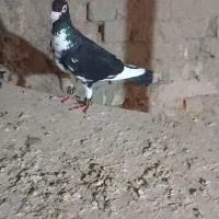 کاغذی جفتگاه