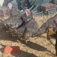 بوقلمون طبیعی|حیوانات مزرعه|مشگین شهر, |دیوار