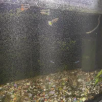 فروش فوری اکواریوم با امکانات|ماهی|رشت, نخودچر|دیوار