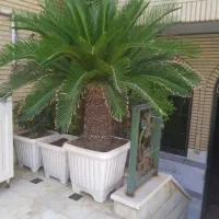 گل سیکاس ویوکا خیلی خیلی خیلی بزرگ