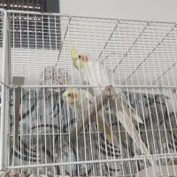 عروس هلندی لوتینو