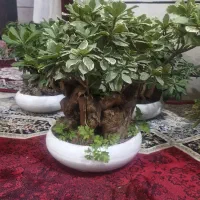 بونسای ابلغ خارجی|گل و گیاه طبیعی|اهواز, کمپلو جنوبی|دیوار