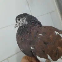 سرورماده|پرنده|مسجد سلیمان, |دیوار