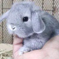 خرگوش لوپ فنجونی|موش و خرگوش|صوفیان, |دیوار