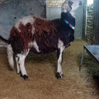 بره قوچ پلنگی.|حیوانات مزرعه|ملایر, |دیوار