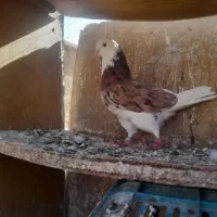 کفتر|پرنده|ساوه, |دیوار