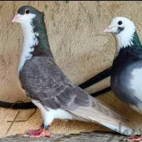 شهری کاکلی
