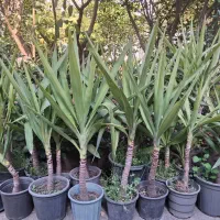 حراج یوکا تنه بصورت تک و عمده