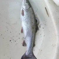 فروش عمده ی ماهی قزل آلا