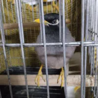 مینا اهلی  نر 2500با قفس