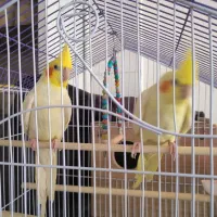 عروس هلندی مولد به همراه جوجه
