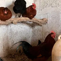 خروس محلی مناسب قربانی و نگهداری