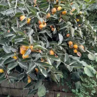 میوه خرمالو|عمده‌فروشی|پره‌سر, |دیوار