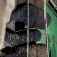 بره نر