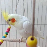 عروس هلندی لوتینو نر|پرنده|کبودرآهنگ, |دیوار