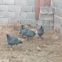 مرغ شاخدار|پرنده|تربت جام, رضاآباد|دیوار