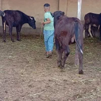 گاومیش|حیوانات مزرعه|سوسنگرد, |دیوار