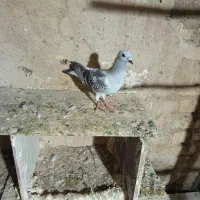 کبوتر شامی ماده