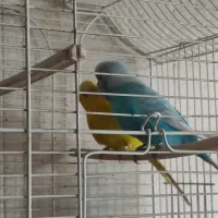 یک جفت مرغ عشق انگلیسی درشت و زیبا|پرنده|اسلام‌شهر, مطهری|دیوار