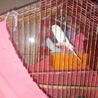 مرغ عشق