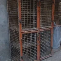 جفتکن کبوتر