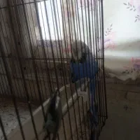 پرنده|پرنده|سهند, |دیوار