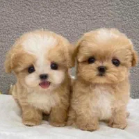 بهترین نژادپاپیون فنجونی آپارتمانی