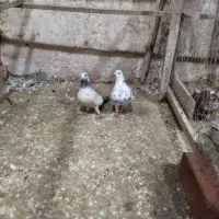 کبوتر|پرنده|رشت, لاکان شهر|دیوار