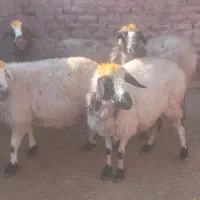 میش آبستن درجه یک فروشی|حیوانات مزرعه|بردسیر, |دیوار