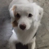 واگذاری رایگان سگ