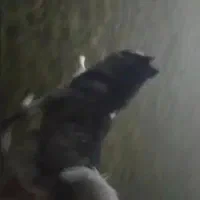 هاسکی مالاموت