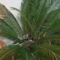 سیکاس|گل و گیاه طبیعی|رشت, چمارسرا|دیوار