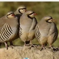 تخم نطفه داروجوجه سه روزه