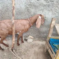 فروش بز|حیوانات مزرعه|چابهار, |دیوار