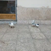 دم چتری انگلیسی|پرنده|مشهد, کارمندان دوم|دیوار