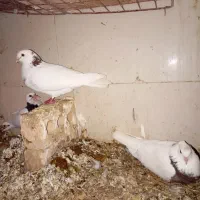 کبوتر