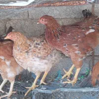 مرغ محلی|حیوانات مزرعه|بهبهان, |دیوار