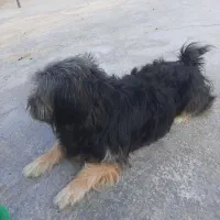 پشمالو
