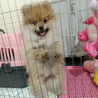 پامرین خرسی 3ماهه