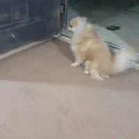 سگ‌ پامرانیان|سگ|سلفچگان, |دیوار