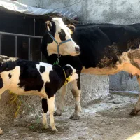 گاوسیمنتال گوساله دار تلیسه