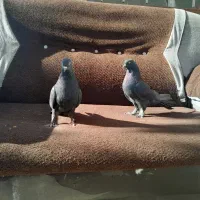 کبوتر رنگی|پرنده|لاران, |دیوار