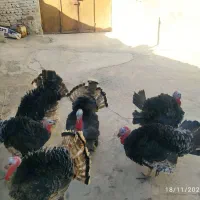 بوقلمون|حیوانات مزرعه|زهک, |دیوار