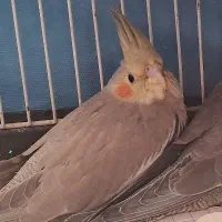 عروس هلندی|پرنده|تربت‌حیدریه, مظفریه|دیوار