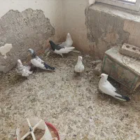 کبوتر کفتر|پرنده|شیراز, کوشک بیدک|دیوار